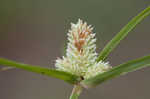 Fragrant spikesedge